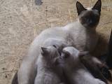 Кошки, котята Тайская, Фото