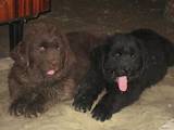 Собаки, щенята Ньюфаундленд, ціна 3000 Грн., Фото