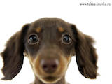 Собаки, щенки Гладкошерстная миниатюрная такса, цена 10 Грн., Фото