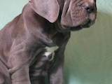 Собаки, щенята Мастіно неаполетано, ціна 25 Грн., Фото