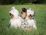 Собаки, щенята Бобтейль, ціна 6000 Грн., Фото