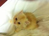 Кошки, котята Шиншилла, цена 200 Грн., Фото