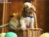 Собаки, щенята Італійська Бракко, ціна 10000 Грн., Фото