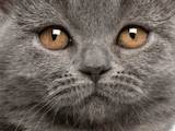 Кошки, котята Сейшельская короткошерстная, цена 700 Грн., Фото