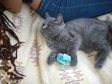 Кошки, котята Сейшельская короткошерстная, цена 700 Грн., Фото