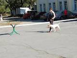 Собаки, щенята Бультер'єр, Фото