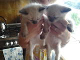 Кішки, кошенята Балінез, ціна 300 Грн., Фото