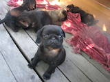 Собаки, щенята Мопс, ціна 2000 Грн., Фото