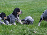 Собаки, щенки Баварская гончая, цена 6000 Грн., Фото