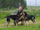 Собаки, щенки Баварская гончая, цена 6000 Грн., Фото