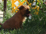 Собаки, щенята Брабантський гріффон, ціна 5000 Грн., Фото