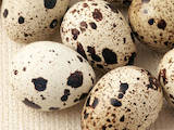 Продовольство Яйця, ціна 1 Грн., Фото