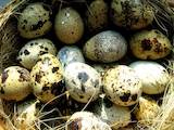 Продовольствие Яйца, цена 1 Грн., Фото