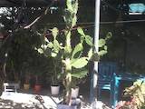 Домашні рослини Кактуси, ціна 2500 Грн., Фото