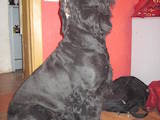 Собаки, щенята Чорний тер'єр, ціна 19 Грн., Фото