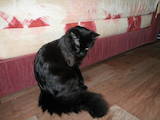 Кошки, котята Мэйн-кун, цена 10 Грн., Фото