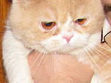 Кішки, кошенята Спаровування, ціна 300 Грн., Фото