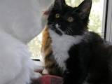 Кішки, кошенята Курильський бобтейл, ціна 1000 Грн., Фото