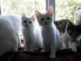Кошки, котята Курильский бобтейл, цена 1000 Грн., Фото