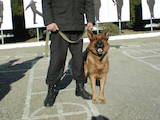 Собаки, щенята Заняття, тренування, ціна 1500 Грн., Фото