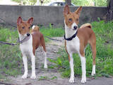 Собаки, щенки Басенджи, цена 6000 Грн., Фото