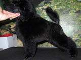 Собаки, щенята Карликовий пудель, ціна 1500 Грн., Фото