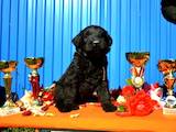 Собаки, щенки Черный терьер, цена 3200 Грн., Фото