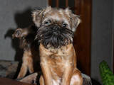 Собаки, щенки Брюссельский гриффон, цена 7500 Грн., Фото