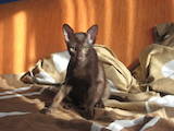 Кішки, кошенята Орієнтальна, ціна 1000 Грн., Фото