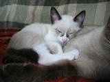 Кішки, кошенята Тайська, ціна 300 Грн., Фото
