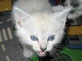 Кішки, кошенята Тайська, ціна 250 Грн., Фото