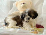 Собаки, щенки Ши-тцу, цена 2000 Грн., Фото