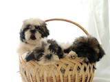 Собаки, щенята Ши-тцу, ціна 2000 Грн., Фото