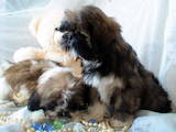 Собаки, щенята Ши-тцу, ціна 3000 Грн., Фото