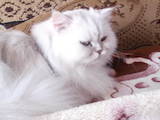 Кошки, котята Шиншилла, Фото
