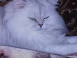 Кошки, котята Шиншилла, Фото