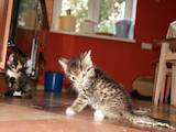 Кішки, кошенята Європейська короткошерста, ціна 5 Грн., Фото