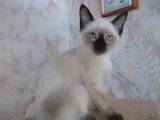 Кошки, котята Тайская, цена 400 Грн., Фото