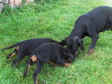Собаки, щенята Стаффордширський бультер'єр, ціна 2000 Грн., Фото