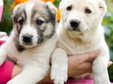 Собаки, щенки Турецкий кангал, цена 3000 Грн., Фото