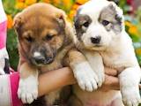 Собаки, щенята Турецька Кангал, ціна 3000 Грн., Фото