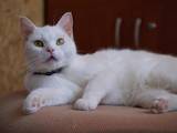 Кошки, котята Европейская короткошерстная, цена 5 Грн., Фото