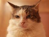 Кошки, котята Европейская короткошерстная, цена 5 Грн., Фото