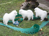 Собаки, щенки Самоед, цена 6000 Грн., Фото