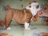 Собаки, щенята Англійський бульдог, ціна 10000 Грн., Фото