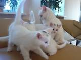 Кішки, кошенята Турецька Ангора, ціна 5 Грн., Фото