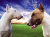 Собаки, щенки Миниатюрный бультерьер, цена 8000 Грн., Фото