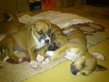 Собаки, щенки Стаффордширский бультерьер, цена 450 Грн., Фото
