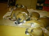 Собаки, щенки Стаффордширский бультерьер, цена 450 Грн., Фото