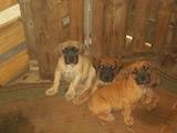 Собаки, щенята Південноафриканський Бурбуль, ціна 5000 Грн., Фото